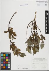 Foto von Salix hastata L.